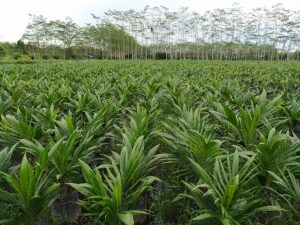 pelatihan aspek hukum perkebunan minyak kelapa sawit